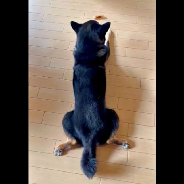 おやつをじっと見つめるはるくん（画像提供：黒柴はるママさん）
