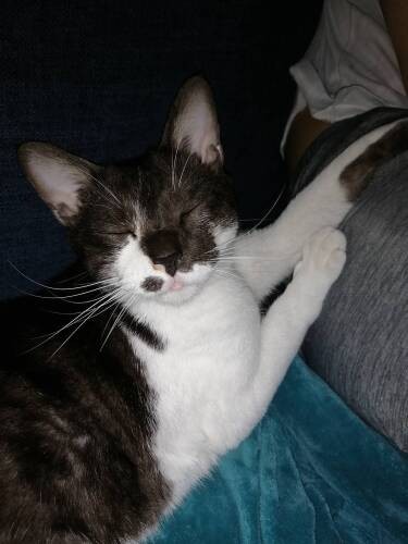 寝ながら笑う小テク（愛子さん提供）