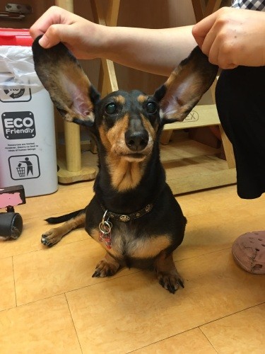 ダンボじゃないよ、ベルちゃんです（かずきさん提供）