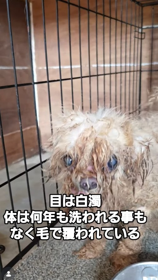 目は白濁…毛が糞尿にまみれて固まり、ゴテゴテで、まるで鎧をかぶっているよう（北村さん提供、Instagramよりキャプチャ撮影）