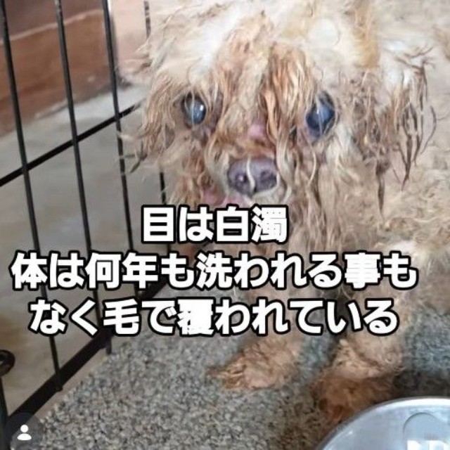 目は白濁…毛が糞尿にまみれて固まり、ゴテゴテで、まるで鎧をかぶっているよう（北村さん提供、Instagramよりキャプチャ撮影）