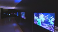 デパートに期間限定の「水族館」　40種類の水の生き物が展示　岡山・倉敷市