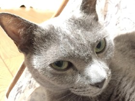 ジャスミンが咲く季節に家族に　ロシアンブルーの「ジャスミン」