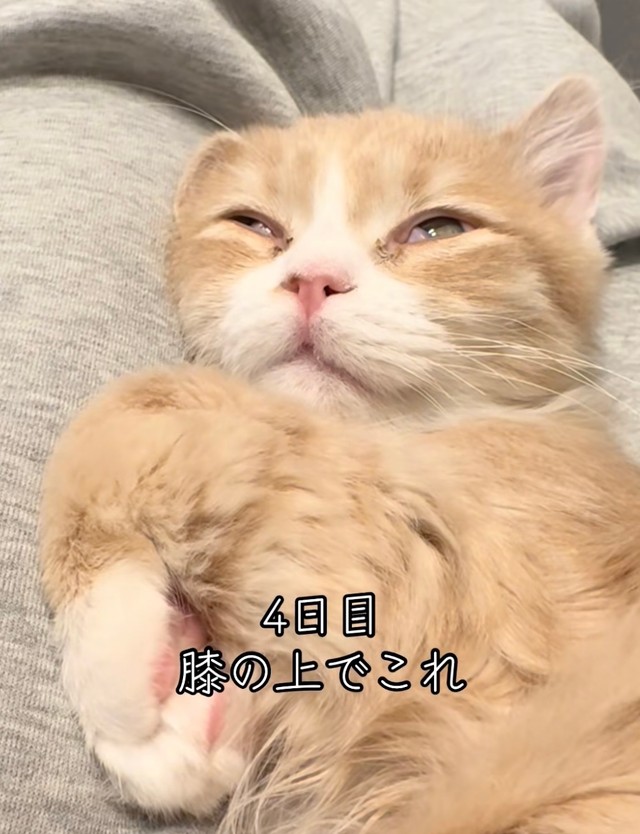 飼い主さんの膝の上でリラックス♡（提供：@mutamuta_0818さん）