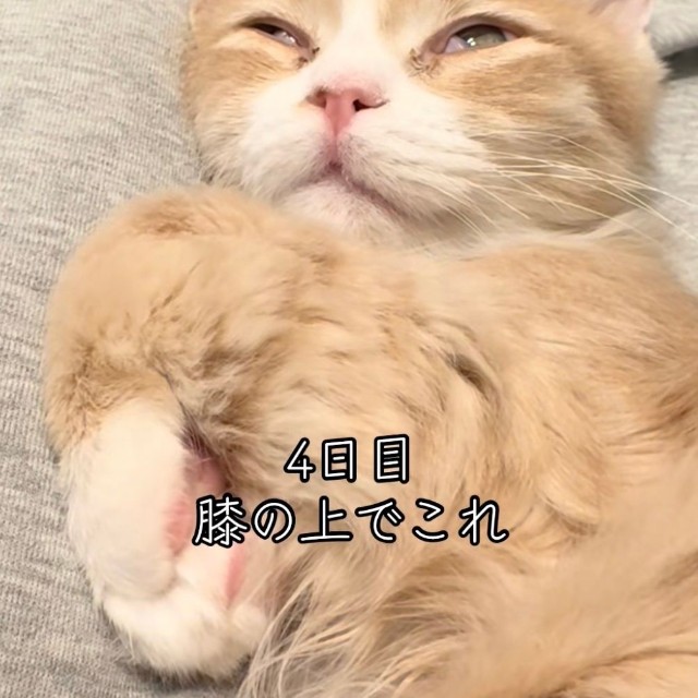 飼い主さんの膝の上でリラックス♡（提供：@mutamuta_0818さん）