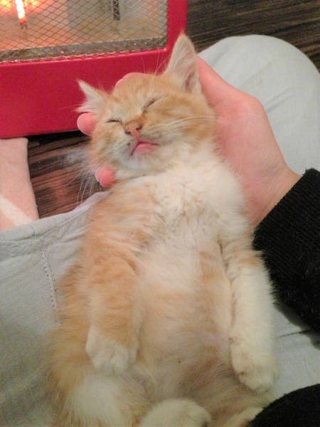 体温が下がり、危険な状態だと獣医師に言われ、徹底的に温めることに