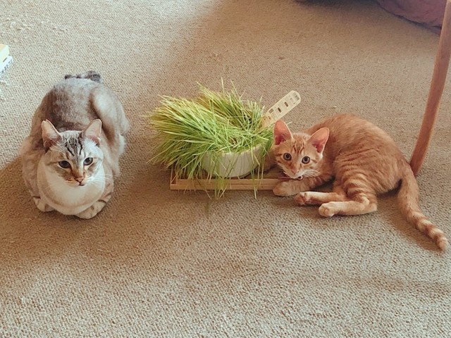 ニャースとチャト吉（画像提供：團田芳子さん）