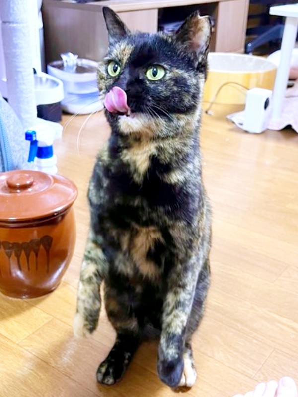 舌をペロリ！ 二足立ちするくるみちゃん（画像提供：サビ猫くるみさん）