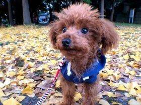 布団をかけて一緒に眠る姿はまるで人間　トイ・プードル「ぷりん」