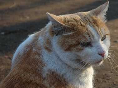 2018年改正予定 私たちが求める動物愛護法の改正点とは