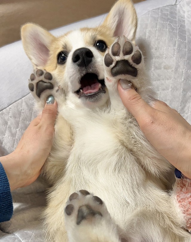 赤ちゃんコーギーのふわふわの肉球（画像提供：しっぽコーギーのまるころさん）