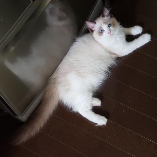 家にきたころの「モネ」