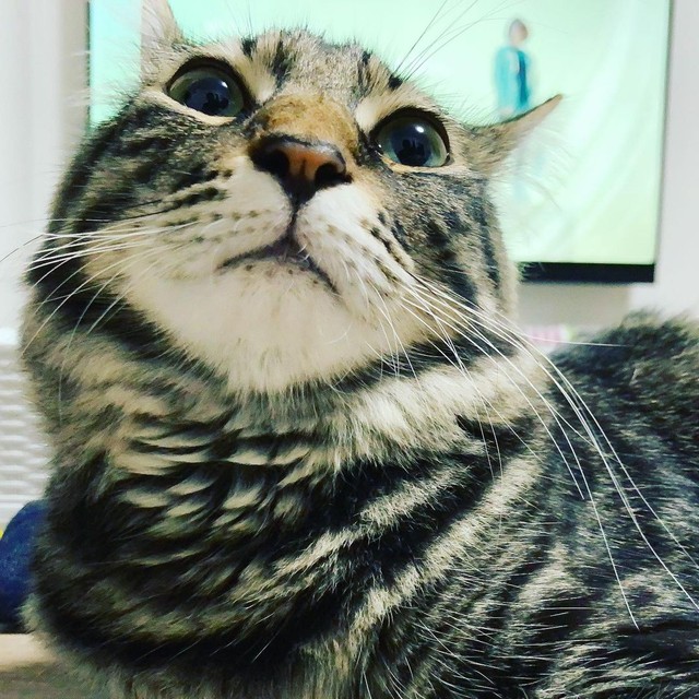 もふもふしたくなる＝kotonet822さん提供