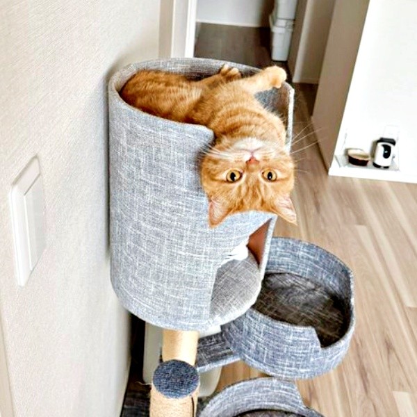 キャットタワーでのんびりくつろぐにゃむちゃん（画像提供：にゃむさん）