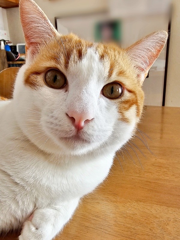 きゅるんとした瞳が愛らしい現在の爽太くん（画像提供：かまねこさん）