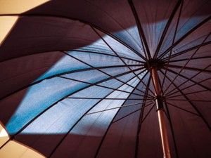 美しい灰色の犬。今度は大きな傘であなたを包みたい