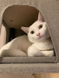 キャットタワーでお気に入りの場所を見つけたうるちくん