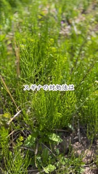スギナとの向き合い方を紹介した投稿が話題に／たよらこさん（@tayorako）提供