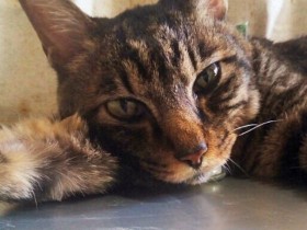 難病でも生きることをあきらめなかった猫たち　闘病支えた飼い主「本当にえらかった」