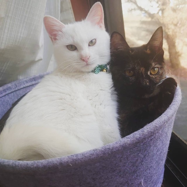 まるで姉弟のように仲良し＝tuna.poteto.haku.nekoさん提供