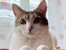 コウモリのようにケージにつかまっていて家族がビックリ　お転婆なミックス猫「愛」