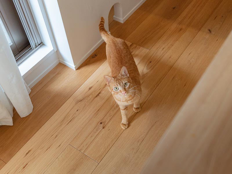 トンネルからにゅるっと登場