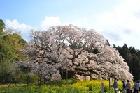 吉高の大桜（千葉県）（提供画像）