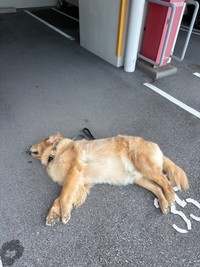 実は直前も倒れてたハリーくん（提供：ハリーさん）