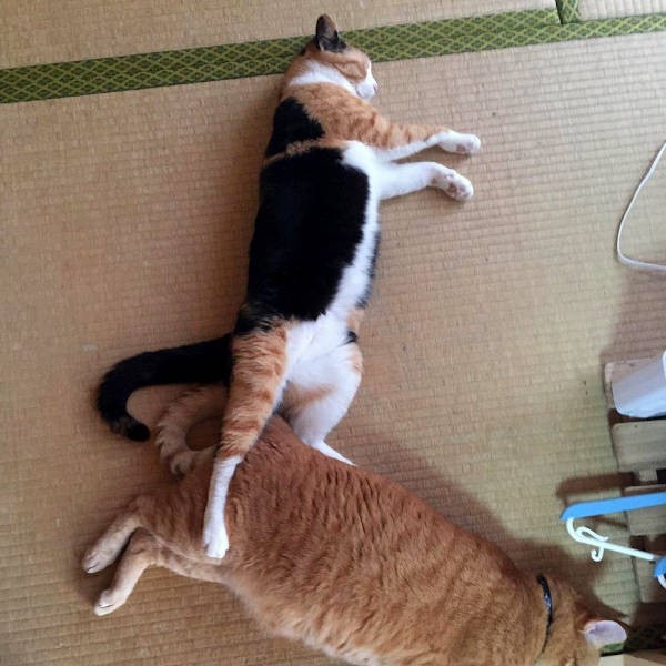 ちょうどいい脚枕があったの