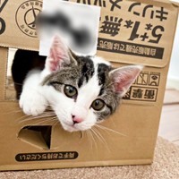 箱の穴からひょっこり顔をのぞかせるしおちゃん（画像提供：猫のしお むすび 飼い主はろでさん）