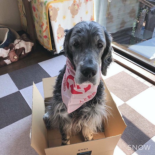 花音　（ＣＡＰＰチーム提供）