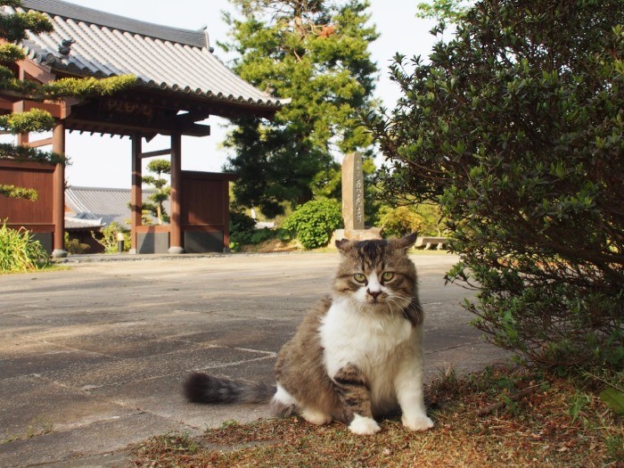 チャウチャウ犬体型のモキチは、２歳
