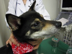 犬は外耳炎になりやすい　治療しないまま老犬になるとリスク大