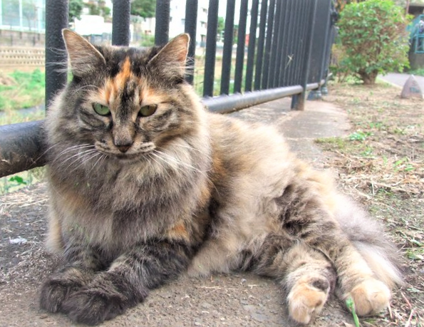 2008年のころの「タヌキ」ちゃん。虐殺の可能性が高いとして、動物愛護団体が三鷹警察署長に犯人逮捕を求めるためのオンラインで署名を募っている（提供写真）