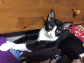 あたしく猫ですから　特技なんてなくてもいいんです　日本猫「くちゃ」