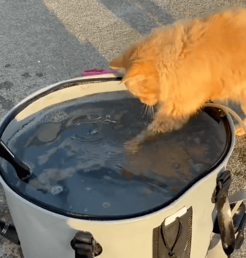 さらにお手てをバケツの中に突っ込み「アジ」を狙う猫ちゃん（動画からキャプチャー／提供：SHIMADAさん）