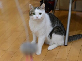 余命宣告された愛猫、治療やめてストレスない日々　「生きてるだけでほめてあげたい」