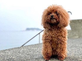 早朝の鎌倉お散歩、気持ちがいいね　トイプードルの「ココア」