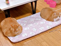 同居猫と一緒にくつろぐまいけるくん（画像提供：ひなぴさん）