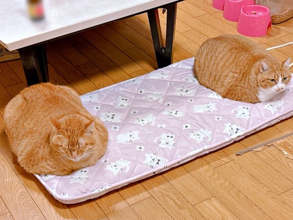 同居猫と一緒にくつろぐまいけるくん（画像提供：ひなぴさん）