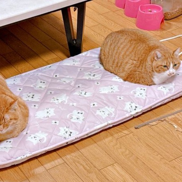 同居猫と一緒にくつろぐまいけるくん（画像提供：ひなぴさん）
