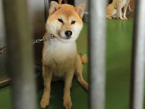 犬殺処分ゼロ、途切れる　１年７カ月ぶり　熊本市