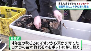 小学生が育てたコナラの苗木を移設　東北大学農学部跡地のイオンモール建設現場