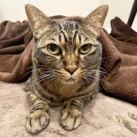 毛布をかぶってくつろぐ真良くん（画像提供：まよなんさん）