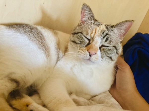 飼い主さんの膝上で眠るルールーちゃん（画像提供：kaoruさん）