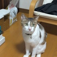 6歳の妹猫「あめちゃん」（飼い主さん提供、Instagramよりキャプチャ撮影）