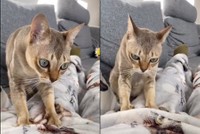 まるでクーちゃんによる治療院？（提供：キャットアパートメントコーヒー＠元・町家猫カフェの動画よりキャプチャ画像）