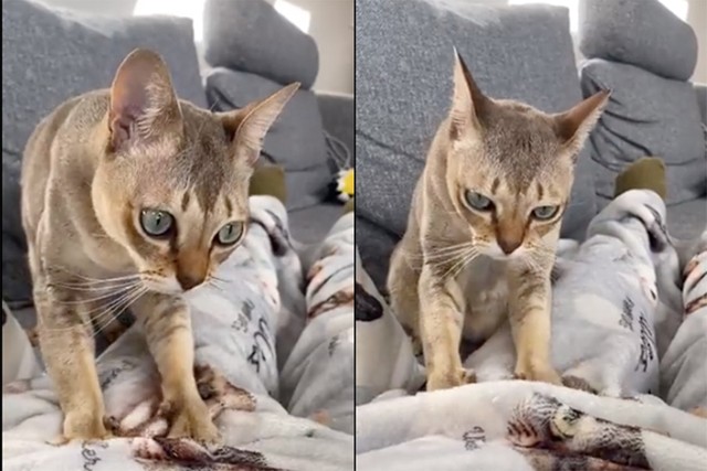 まるでクーちゃんによる治療院？（提供：キャットアパートメントコーヒー＠元・町家猫カフェの動画よりキャプチャ画像）