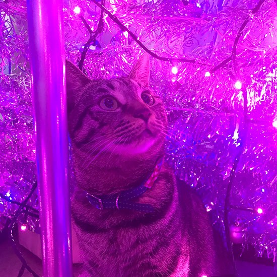 ツリーを眺める小豆ちゃん「私たちの未来もずっと輝きますように」（千鶴代さん提供）