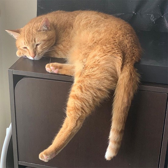 わざわざ狭いところを選んで寝る子